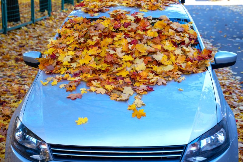 Leaf it to us! Top Tips to Avoid Wiper Blade Damage this Autumn